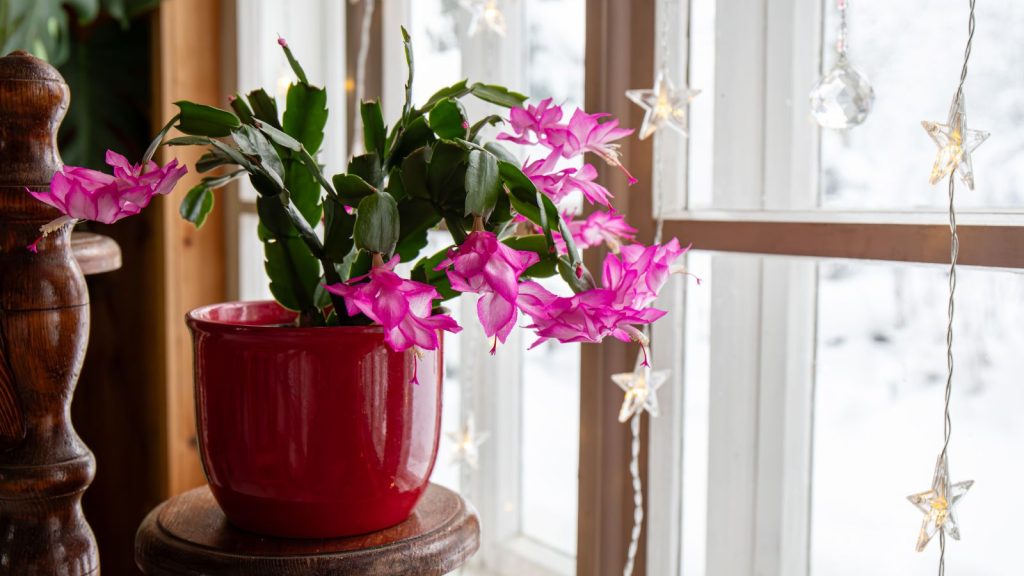 How to Make Your Thanksgiving Cactus Bloom on Time